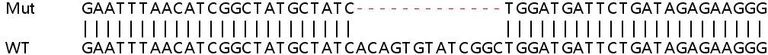 Sanger Sequencing - Human IFIT5 knockout A549 cell lysate (AB258920)