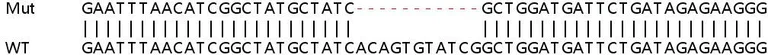 Sanger Sequencing - Human IFIT5 knockout A549 cell lysate (AB258920)