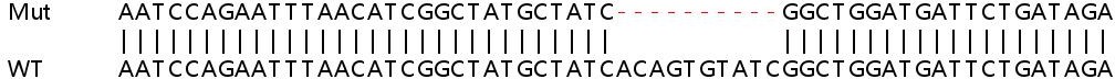 Human IFIT5 knockout A549 cell lysate