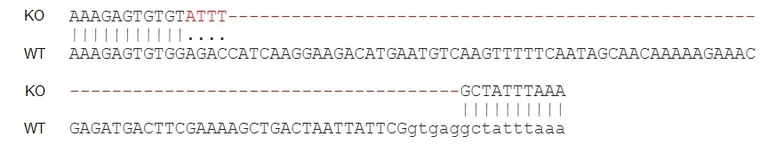 Next Generation Sequencing - Human IFNG knockout Jurkat cell line (AB273746)