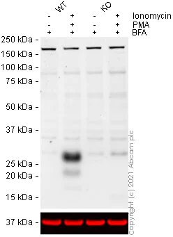 Western blot - Human IFNG knockout Jurkat cell lysate (AB275521)