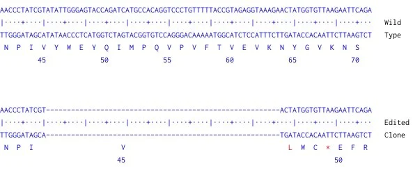 Next Generation Sequencing - Human IFNGR1 knockout A549 cell line (AB287503)