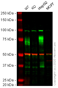 Western blot - Human IFNGR1 knockout HEK-293 cell lysate (AB269636), expandable thumbnail