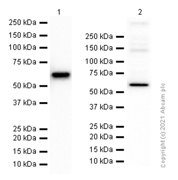 Western blot - Anti-Human IgA antibody [EPSISR10] - BSA and Azide free (AB248601), expandable thumbnail