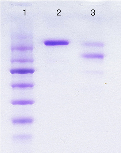 SDS-PAGE - Human IgE protein (AB152001), expandable thumbnail