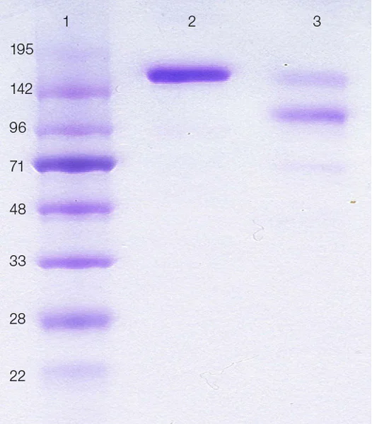 SDS-PAGE - Human IgE protein (Azide free) (AB65866)