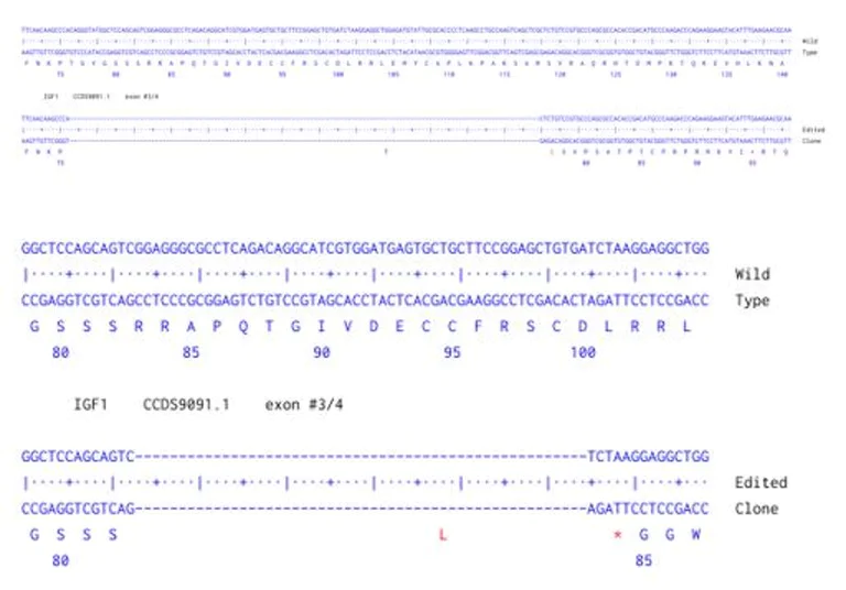 Next Generation Sequencing - Human IGF1 knockout A549 cell line (AB286480)