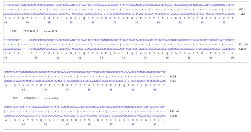Next Generation Sequencing - Human IGF1 knockout HCT116 cell line (AB286667), expandable thumbnail