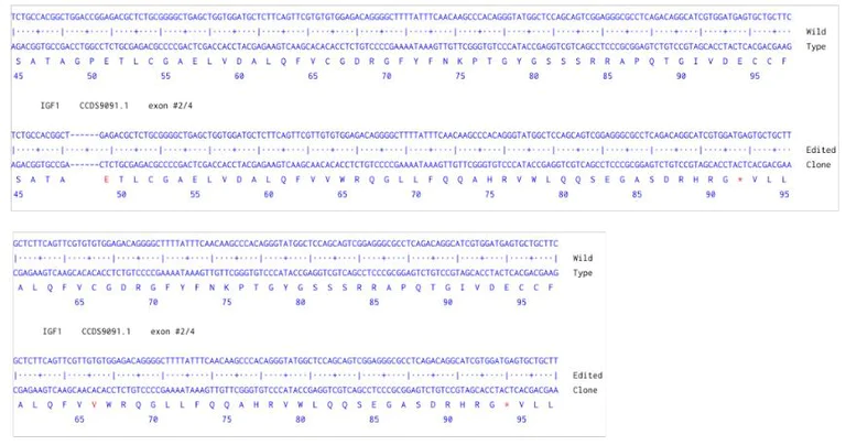 Next Generation Sequencing - Human IGF1 knockout HCT116 cell line (AB286667)