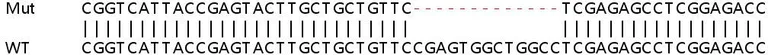 Sanger Sequencing - Human IGF1R (IGF1 Receptor) knockout HeLa cell line (AB264801)