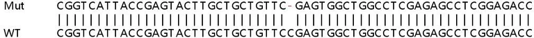 Sanger Sequencing - Human IGF1R (IGF1 Receptor) knockout HeLa cell line (AB264801)