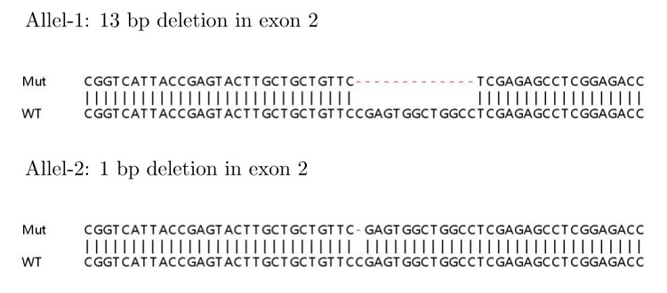 Sanger Sequencing - Human IGF1R (IGF1 Receptor) knockout HeLa cell lysate (AB256951), expandable thumbnail