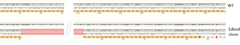 Sanger Sequencing - Human IGF1R knockout HCT116 cell line (AB287509)