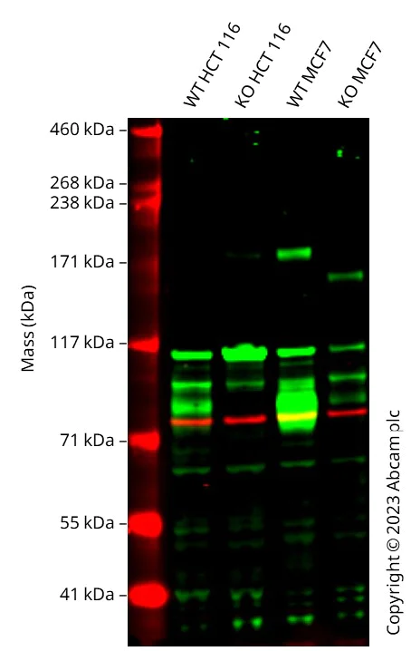 Western blot - Human IGF1R knockout HCT116 cell line (AB287509)