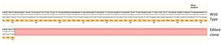 Next Generation Sequencing - Human IGF1R knockout MCF7 cell line (AB287507)