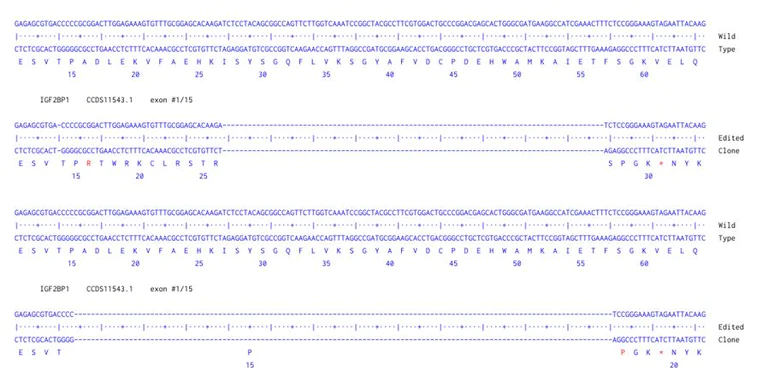 Next Generation Sequencing - Human IGF2BP1 knockout A549 cell line (AB288943)