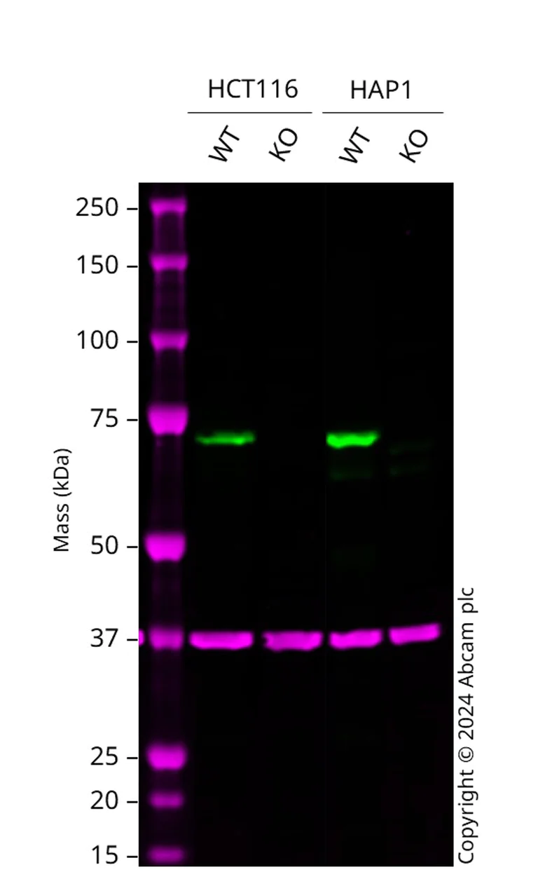 Western blot - Human IGF2BP3 knockout HCT116 cell line (AB289247)