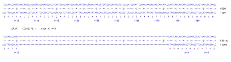 Next Generation Sequencing - Human IGF2R knockout HCT116 cell line (AB300994)