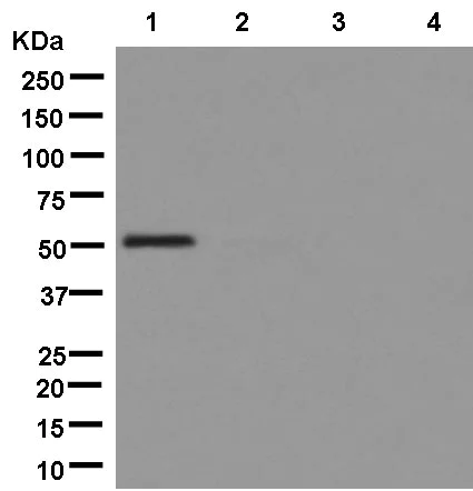 Western blot - Anti-Human IgG antibody [EPR12700] - BSA and Azide free (AB250451)