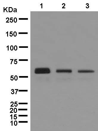 Western blot - Anti-Human IgG antibody [EPR12700] - BSA and Azide free (AB250451)