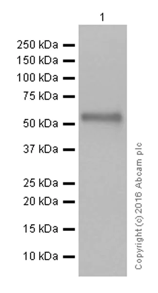 Western blot - Anti-Human IgG antibody [EPR12700] - BSA and Azide free (AB250451)