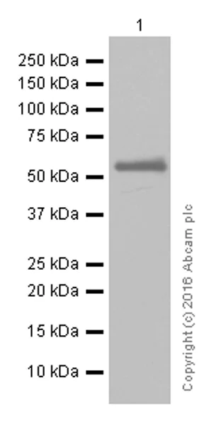 Western blot - Anti-Human IgG antibody [EPR12700] - BSA and Azide free (AB250451)