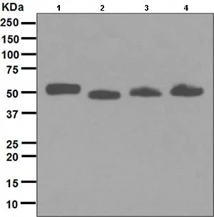 Western blot - Anti-Human IgG antibody [EPR4421] (AB109489)