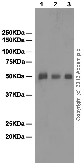 Western blot - Anti-Human IgG antibody [EPR4421] (AB109489)
