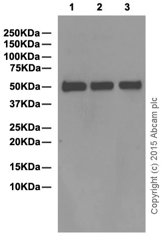 Western blot - Anti-Human IgG antibody [EPR4421] (AB109489)