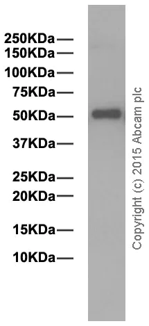 Western blot - Anti-Human IgG antibody [EPR4421] (AB109489)