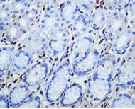 Immunohistochemistry (Formalin/PFA-fixed paraffin-embedded sections) - Anti-Human IgG antibody [EPR4421] - BSA and Azide free (AB226069)