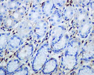 Immunohistochemistry (Formalin/PFA-fixed paraffin-embedded sections) - Anti-Human IgG antibody [EPR4421] - Low endotoxin, Azide free (AB216446)