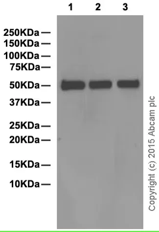 Western blot - Anti-Human IgG antibody [EPR4421] - Low endotoxin, Azide free (AB216446)