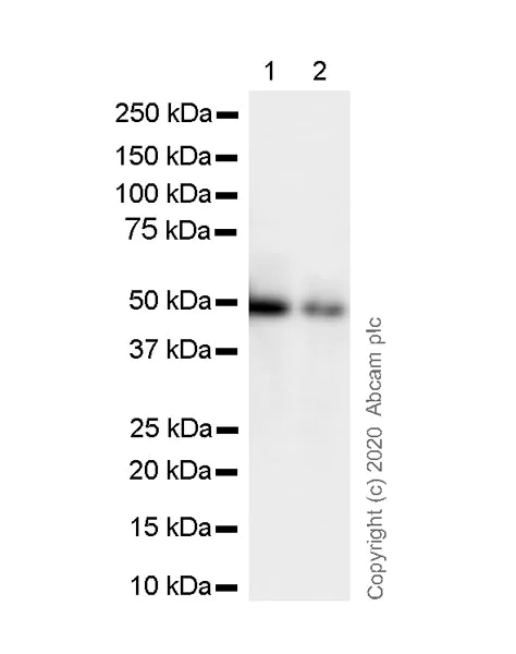 Western blot - Anti-Human IgG antibody [IG266] (AB200699)