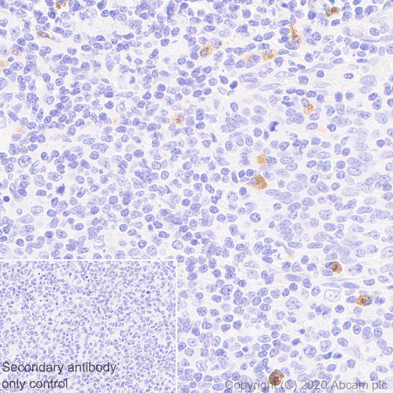 Immunohistochemistry (Formalin/PFA-fixed paraffin-embedded sections) - Anti-Human IgG antibody [IG266] - BSA and Azide free (AB233885)