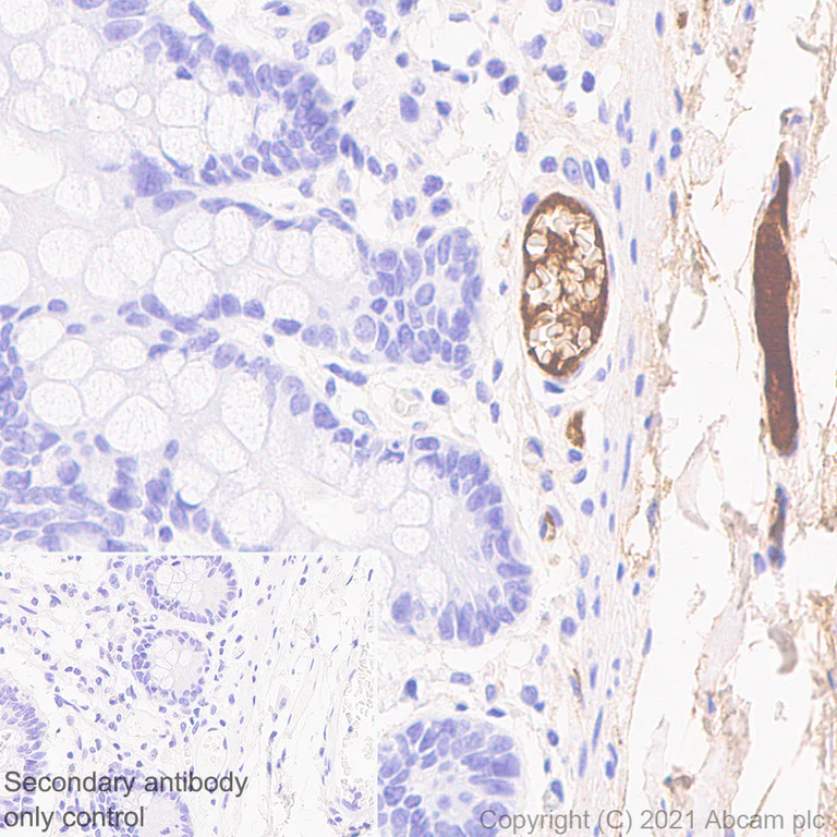 Immunohistochemistry (Formalin/PFA-fixed paraffin-embedded sections) - Anti-Human IgG antibody [IG266] - BSA and Azide free (AB233885)