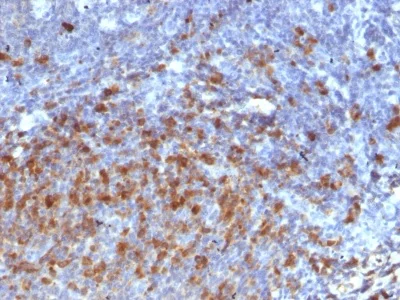 Immunohistochemistry (Formalin/PFA-fixed paraffin-embedded sections) - Anti-Human IgG antibody [IG266] - BSA and Azide free (AB233885)