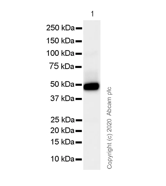 Western blot - Anti-Human IgG antibody [IG266] - BSA and Azide free (AB233885)