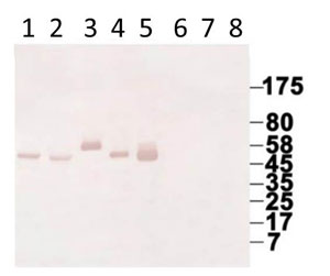Western blot - Anti-Human IgG antibody [KT131] (AB211339)