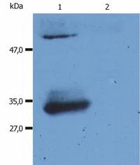 Western blot - Anti-Human IgG Fab fragment antibody [4A11] (AB771)