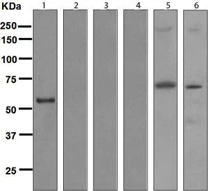 Western blot - Anti-Human IgG3 antibody [EPR4419] - BSA and Azide free (AB171356)