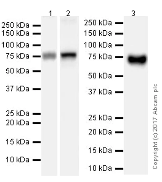 Western blot - Anti-Human IgM antibody [EPR20731] (AB212201)