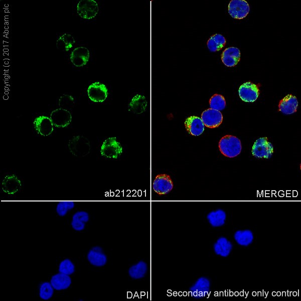 Immunocytochemistry/ Immunofluorescence - Anti-Human IgM antibody [EPR20731] - BSA and Azide free (AB228524), expandable thumbnail