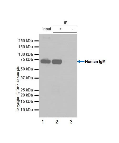 Immunoprecipitation - Anti-Human IgM antibody [EPR20731] - BSA and Azide free (AB228524), expandable thumbnail