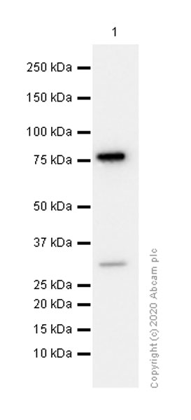 Western blot - Anti-Human IgM antibody [EPR5539-65-4] (AB134159), expandable thumbnail