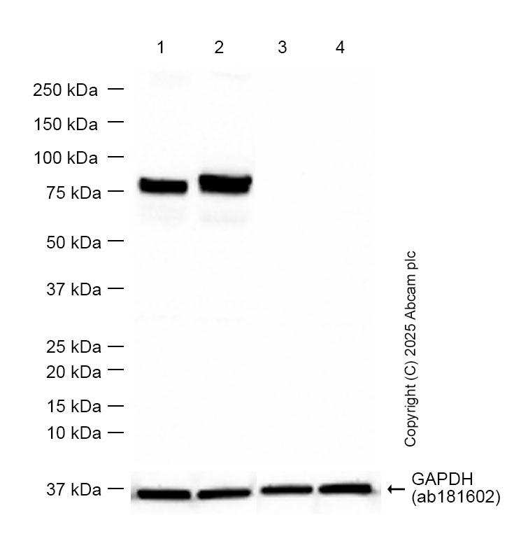 Western blot - Anti-Human IgM antibody [EPR5539-65-4] - BSA and Azide free (AB236941)