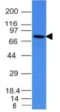 Western blot - Anti-Human IgM antibody [IM260] (AB200541)