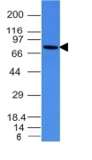 Western blot - Anti-Human IgM antibody [IM260] - BSA and Azide free (AB233886)