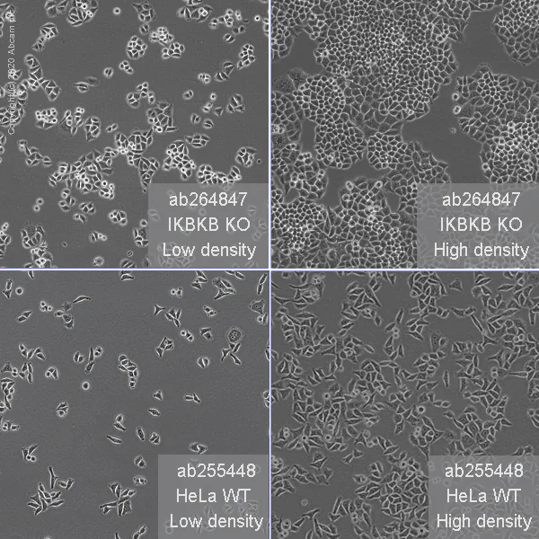 Cell Culture - Human IKBKB (IKK beta) knockout HeLa cell line (AB264847)