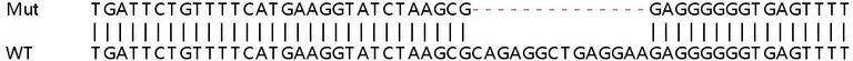 Sanger Sequencing - Human IKBKB (IKK beta) knockout HeLa cell line (AB264847)